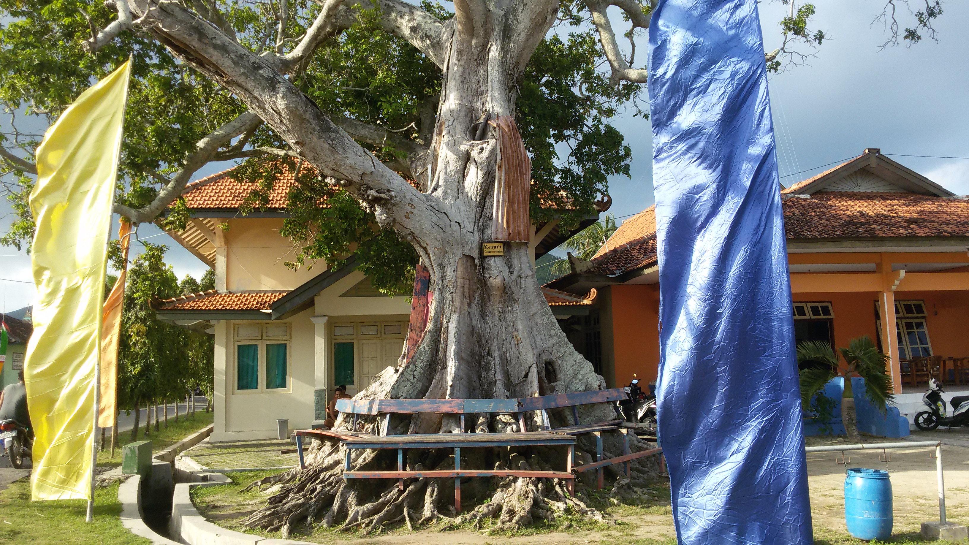 Banyanbaum in Karimunawa